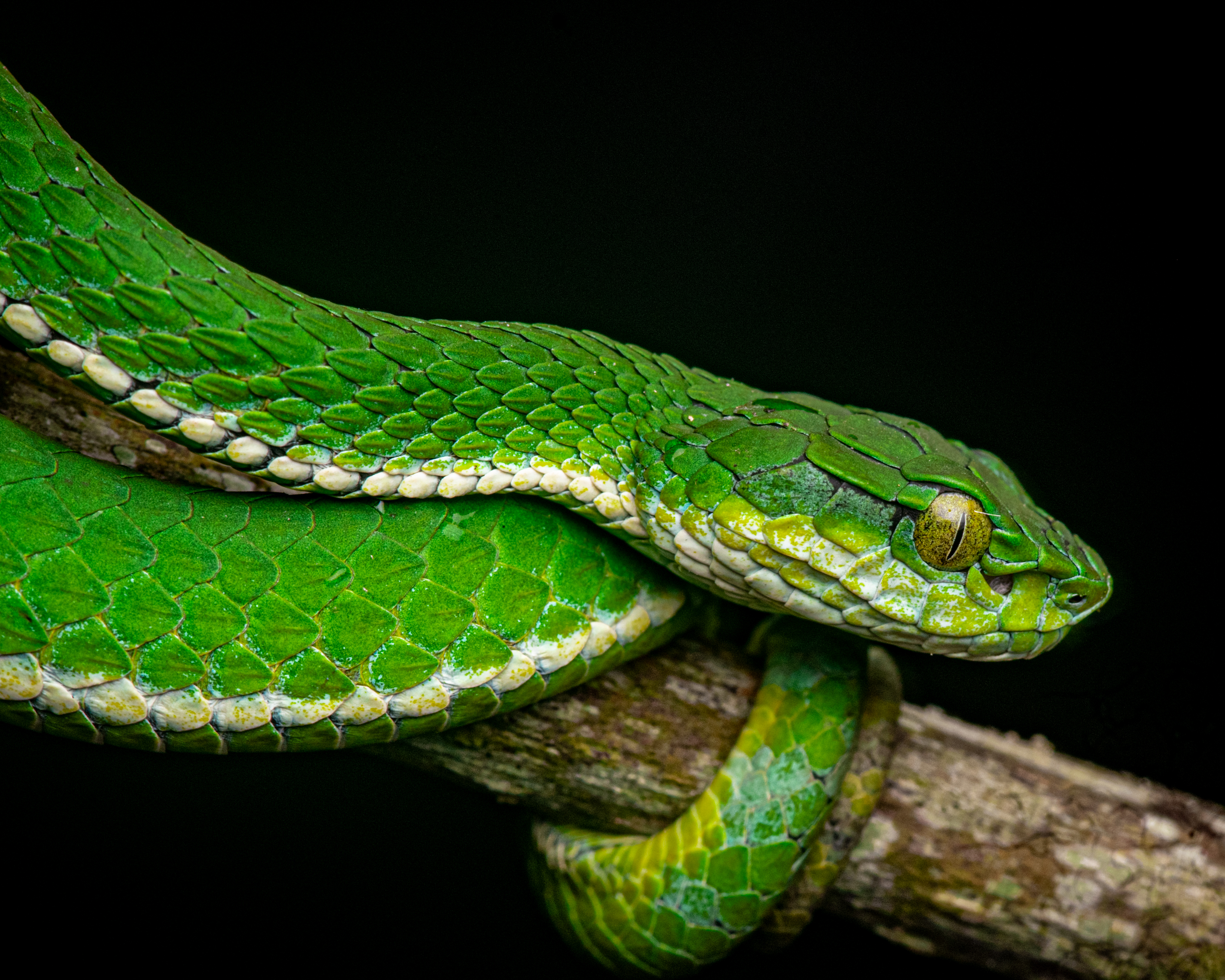 Trimeresurus macrops - Wikipedia