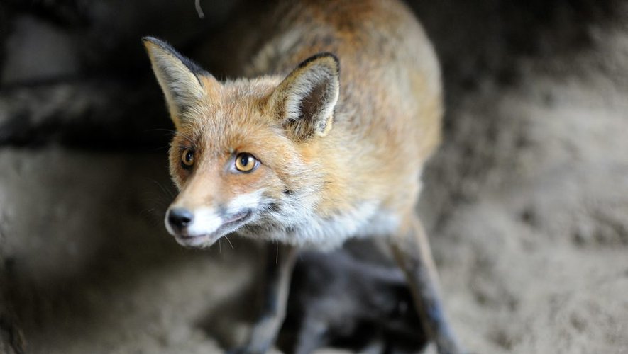 File Le Renard Roux Jpg Wikimedia Commons