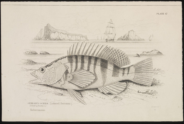 File:Lettered Serramus (Serranus scriba) by James Hope Stewart.jpg