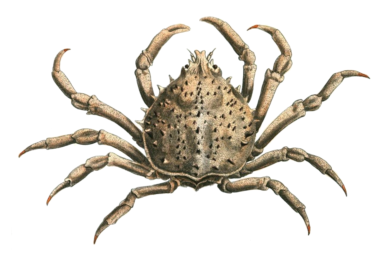 Libinia Emarginata Wikipedia