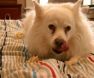 Американская эскимосская собака - Dog Scanner