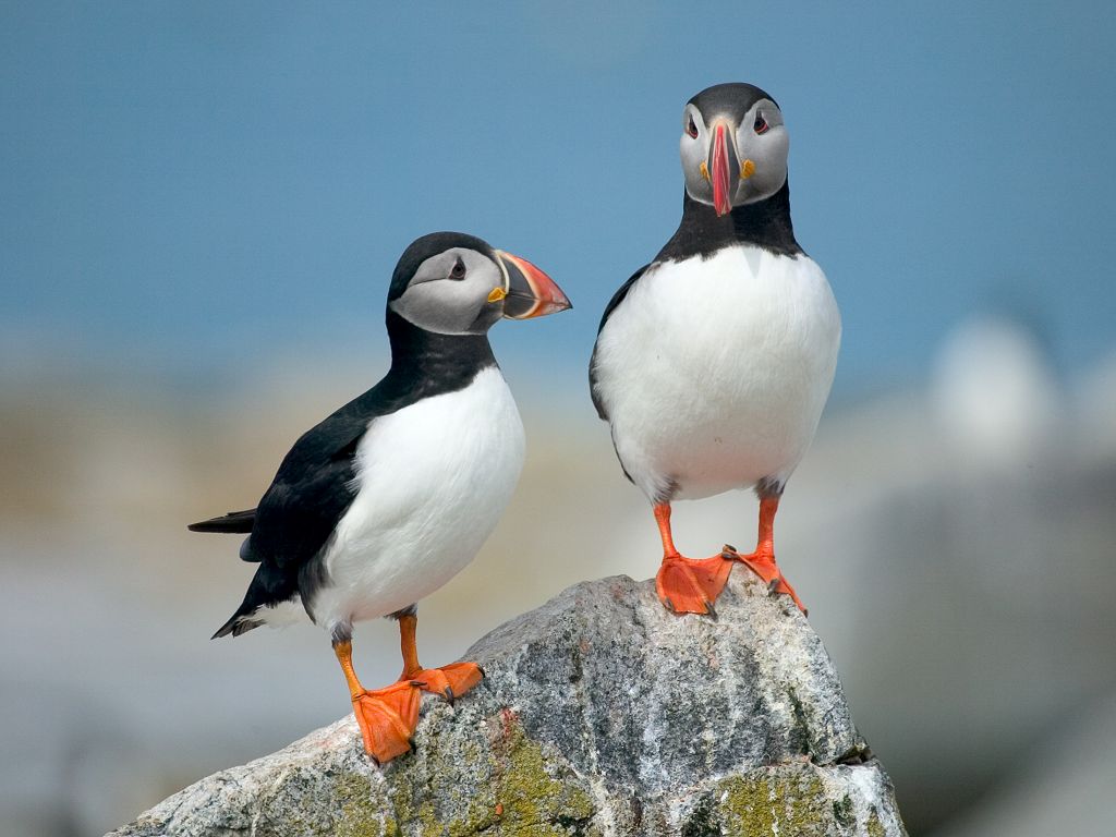 all about puffins