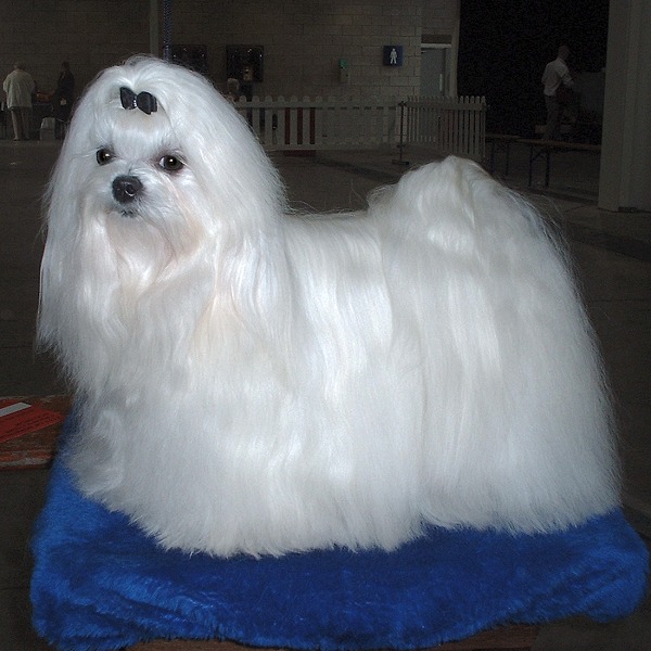 maltese dogs full grown