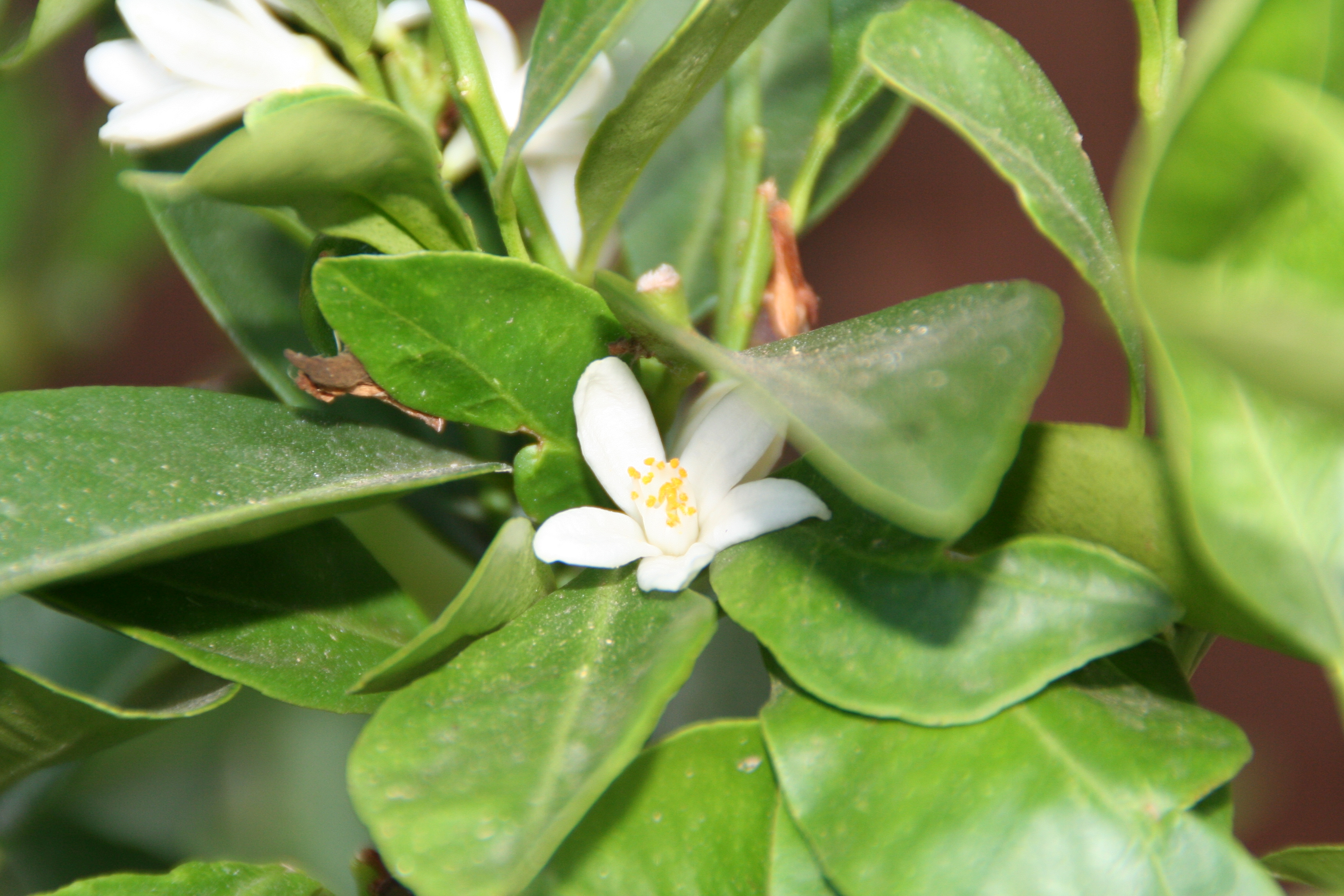 Как цветет мандарин. Растение мандарин Citrus reticulata. Citrus reticulata Blanco. Мандарин Миагава (растение).