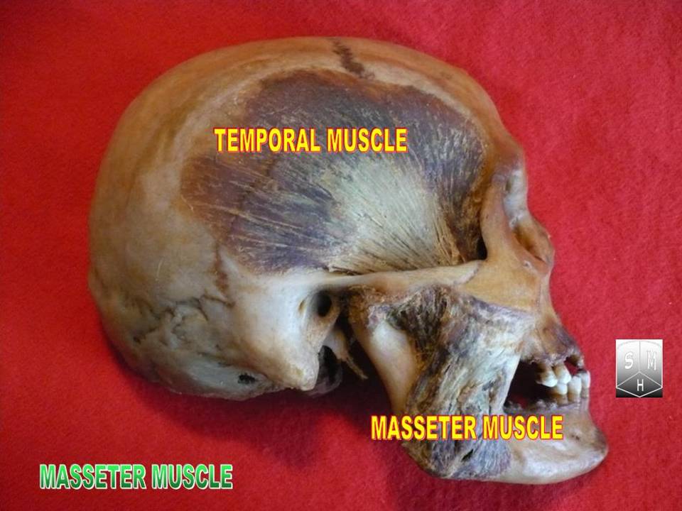 Fichier:Muscle masseter.png — Wikipédia