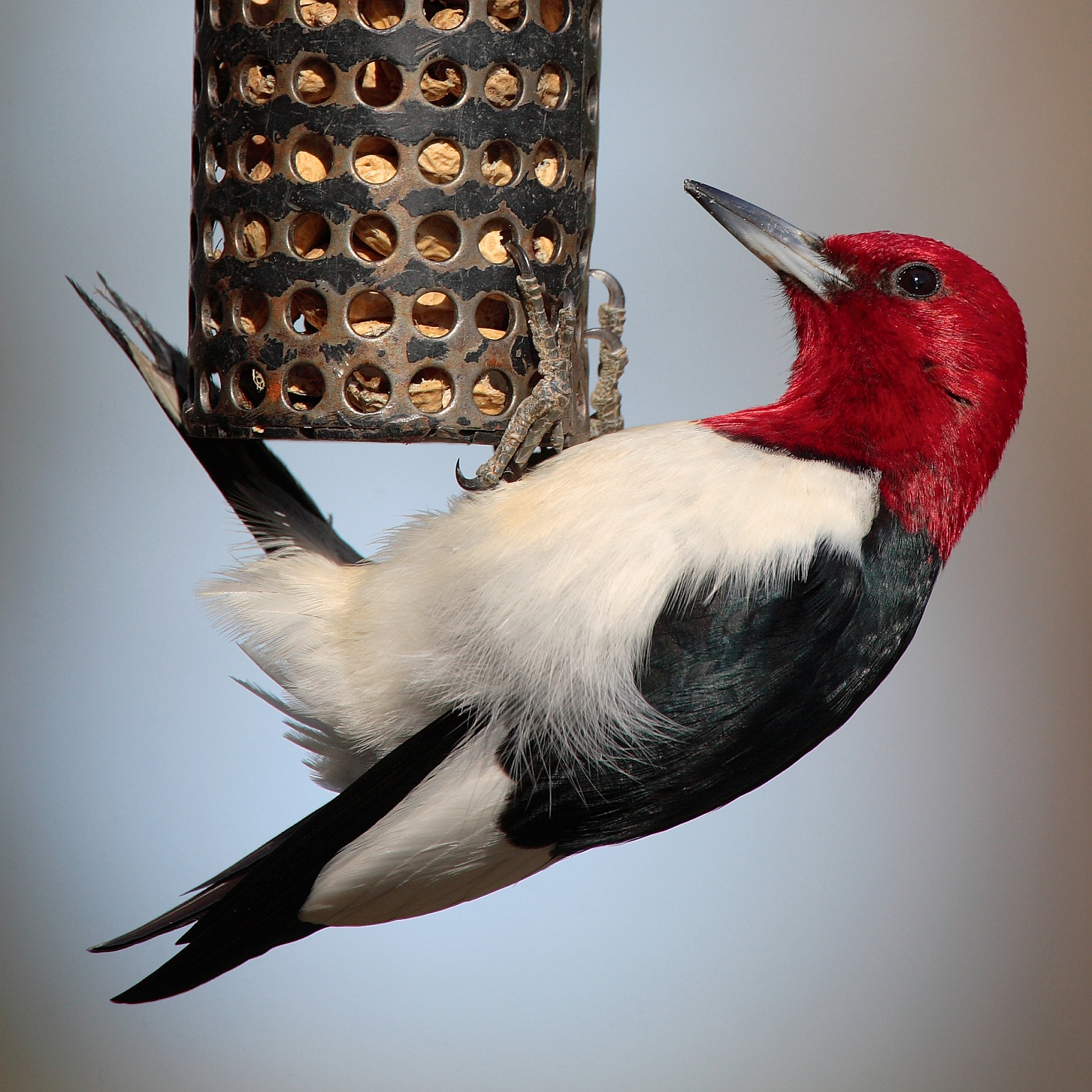 Red-headed woodpecker - Wikipedia