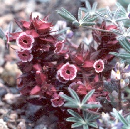 <i>Diplacus mohavensis</i> Species of flowering plant