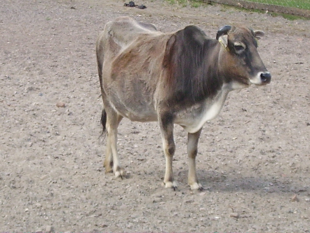 zebu cattle