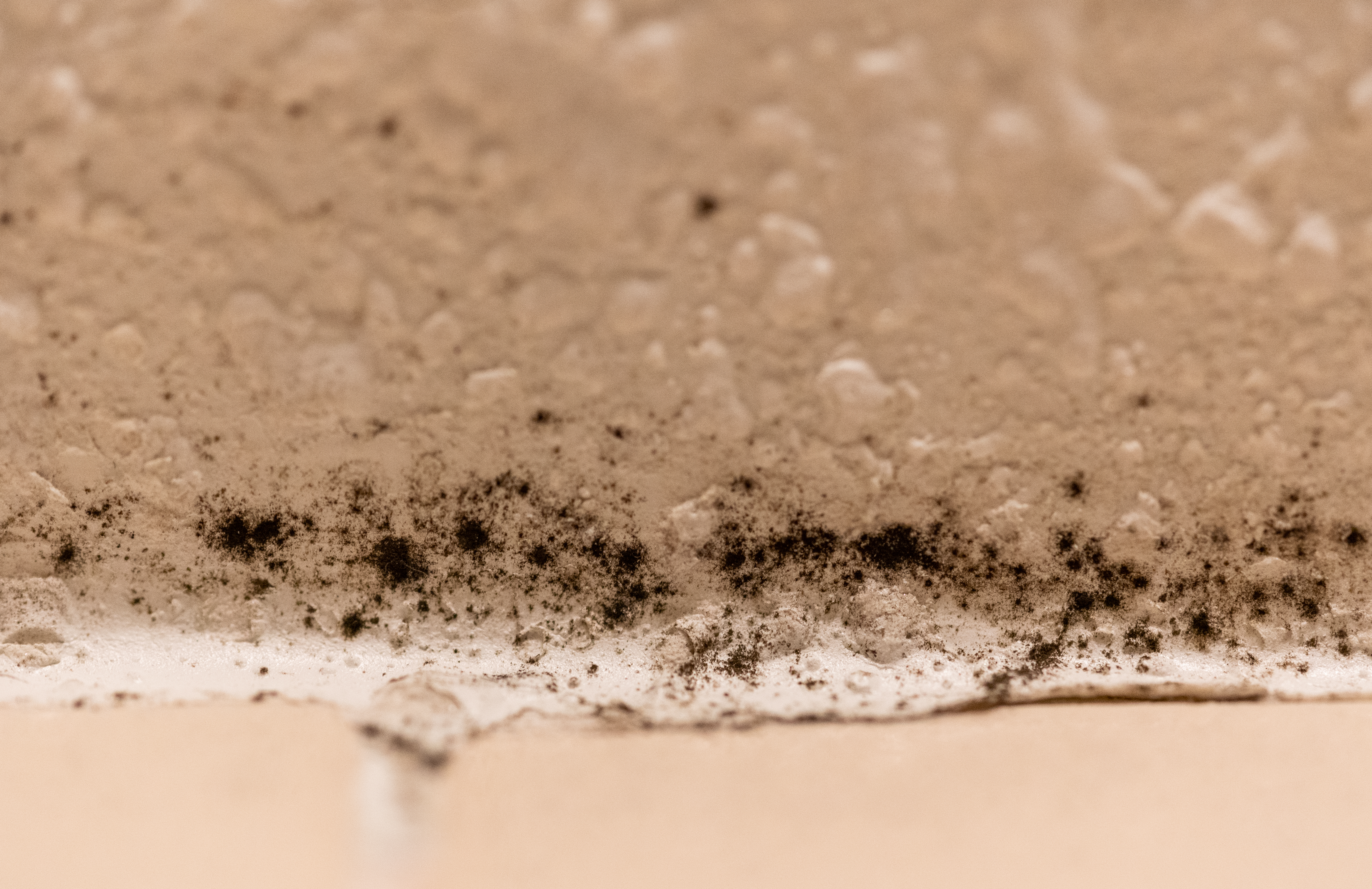 Mold. Black Mold. How can i get rid of a Mold Infestation?. What are the most Dangerous Types of Mold?. How can i Fight Black Mold?.