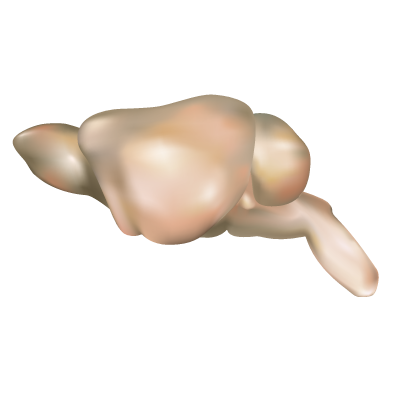 File:Mouse brain lateral view.png