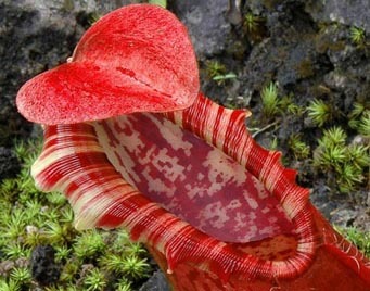 Nepenthes northiana pitcher peristome