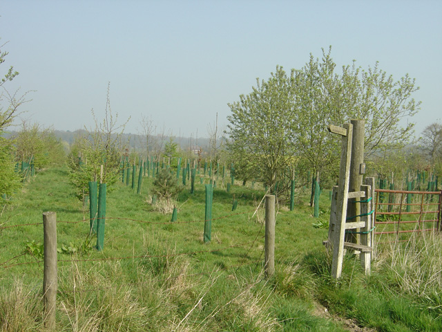 File:New plantation at Eland Wood, Needwood Forest - geograph.org.uk - 402925.jpg