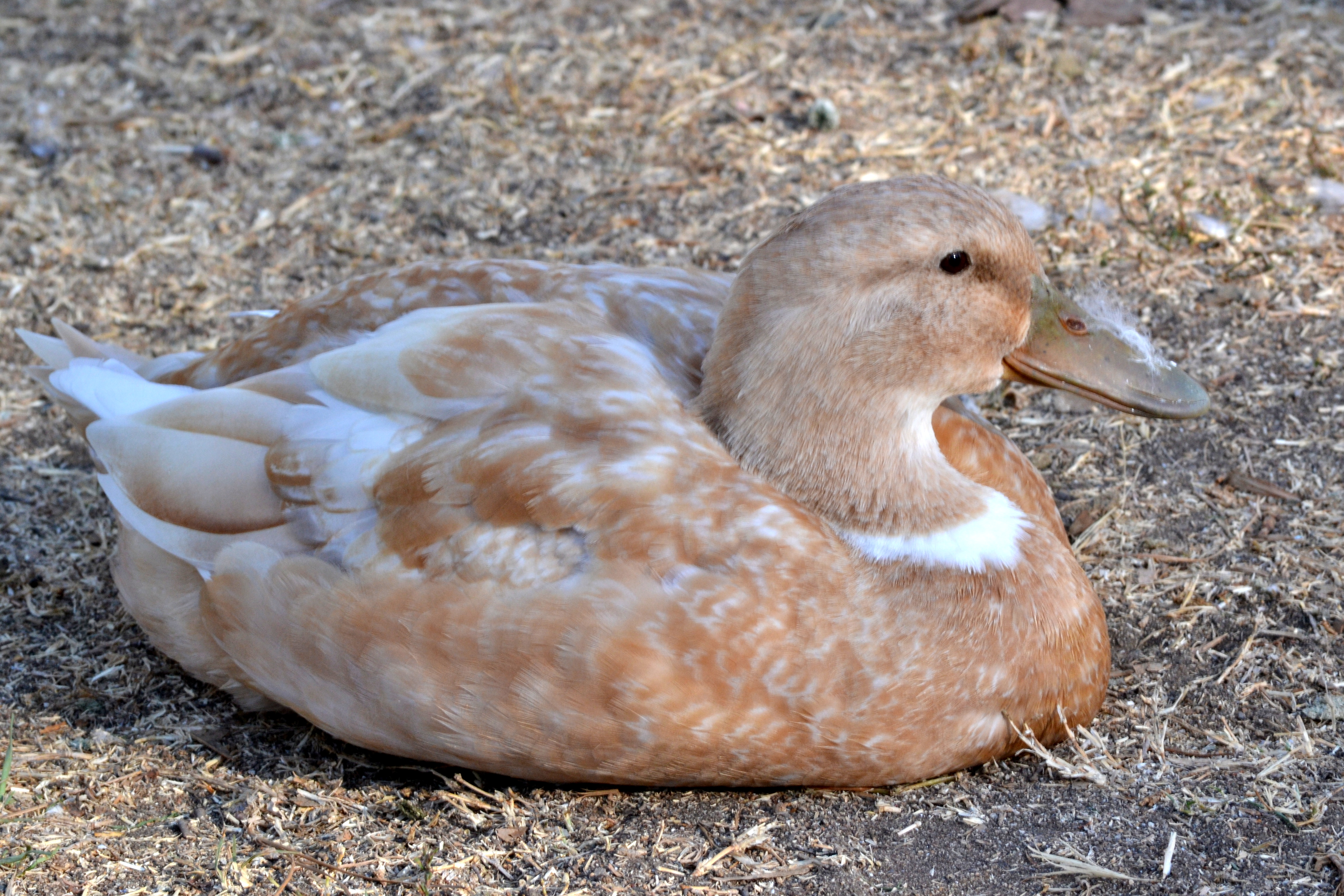 buff duck