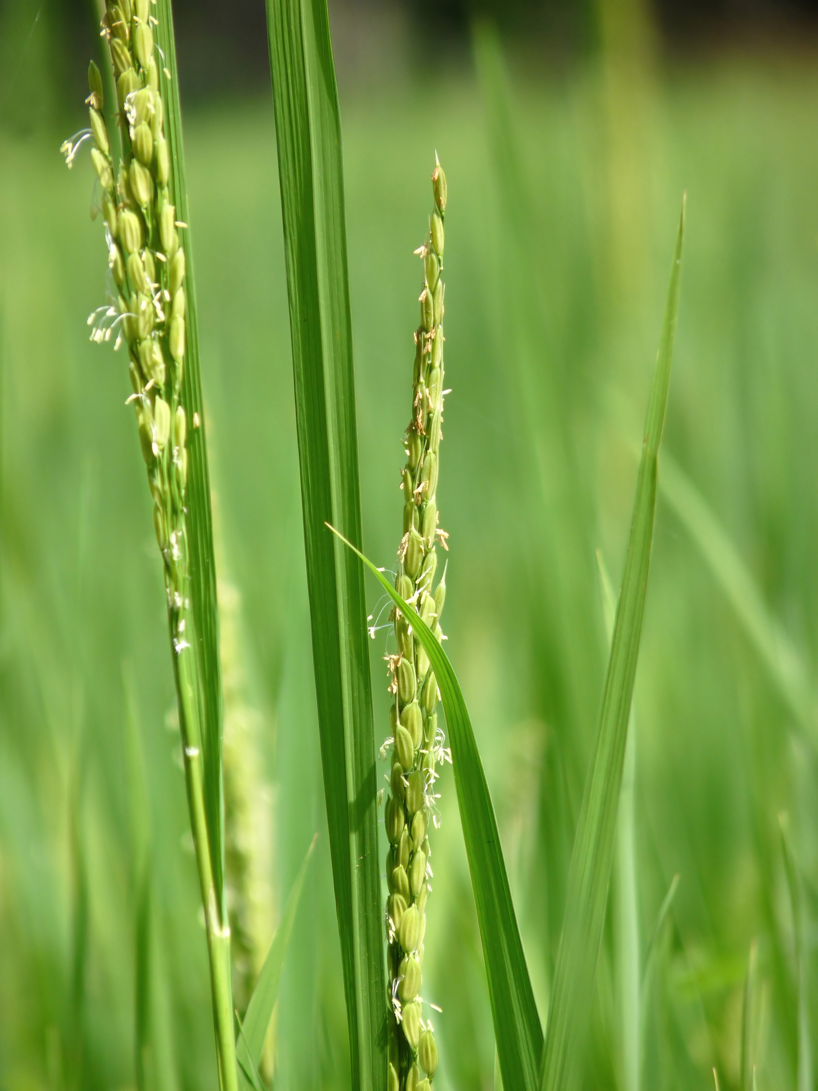 Oryza_sativa. Asiatisk ris. Bilde fra wikipedia.org.