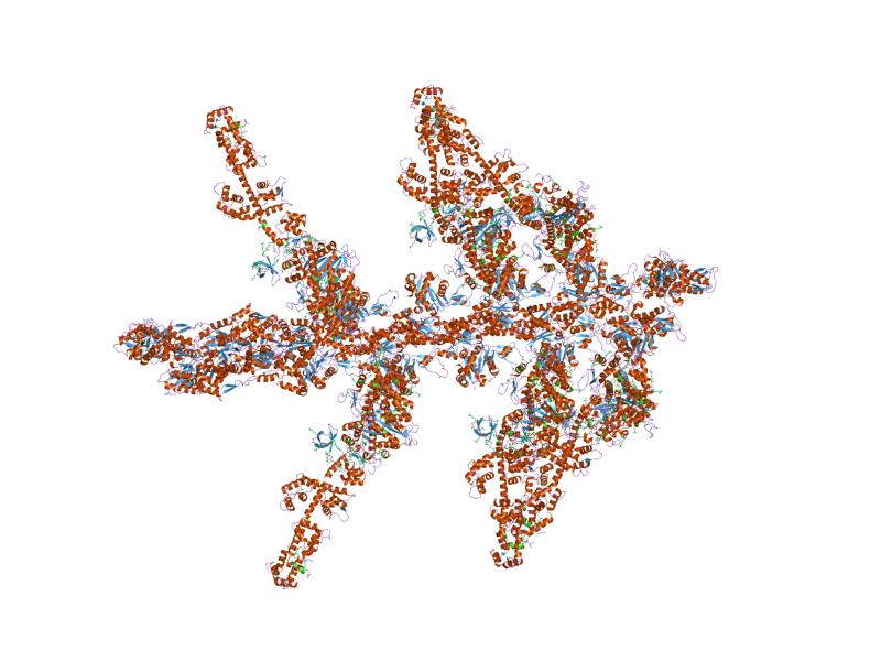 File:PDB 1o1a EBI.jpg