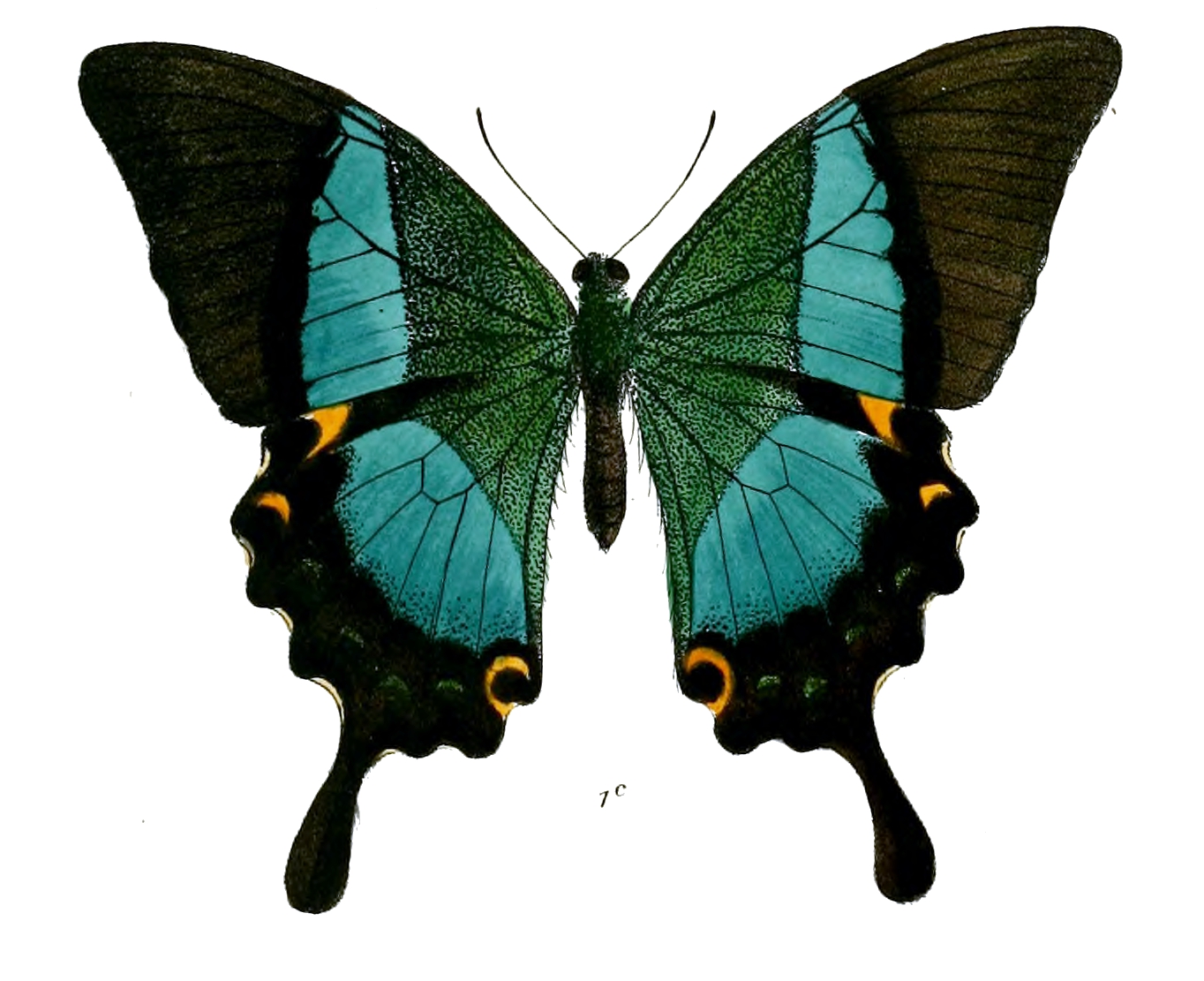 Papilio Palinurus голубая