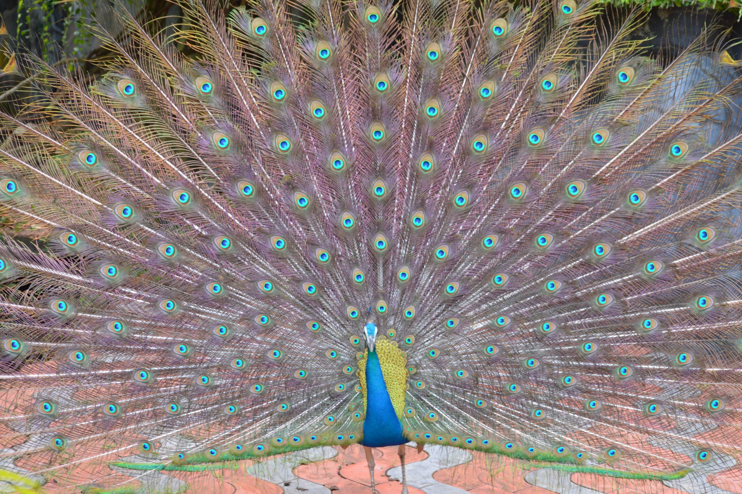 File:Peafowl (Peacock) Feather.jpg - Wikimedia Commons