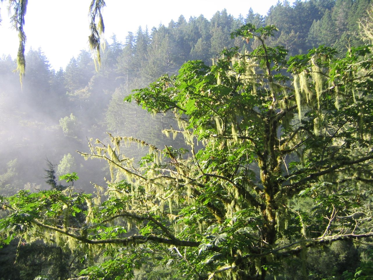 Big Leaf or Oregon Maple (Acer macrophyllum) - Heritage Fruit Trees