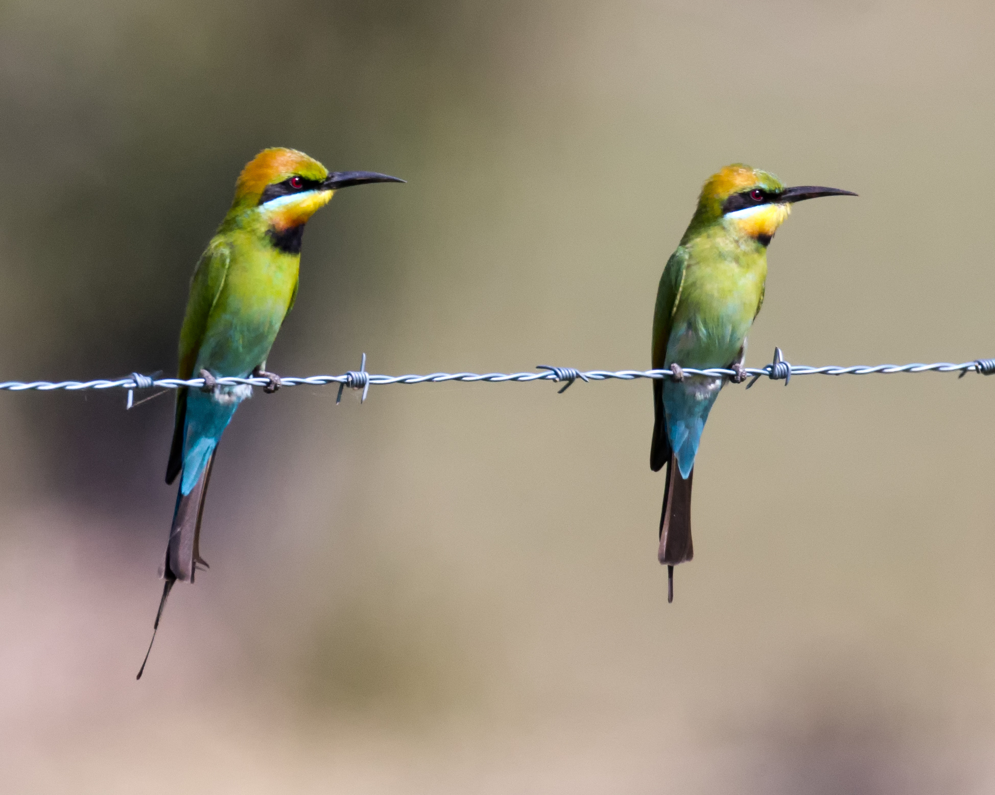 File Rainbow Bee Eater M F Jpg Wikimedia Commons