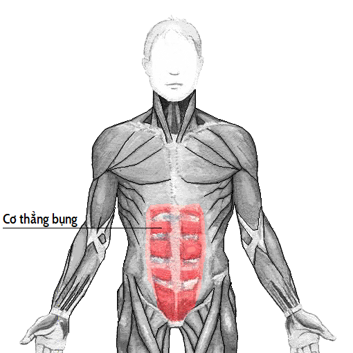  Rectus abdominis vi 