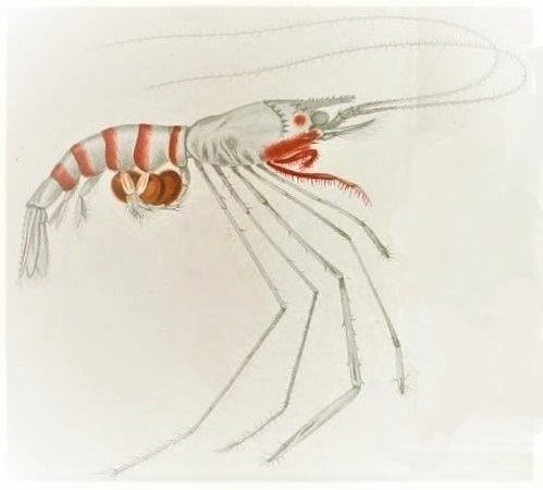 File:Richardina fredericii Lo Bianco, 1903 (Subphylum Crustacea, classe Malacostraca).jpg