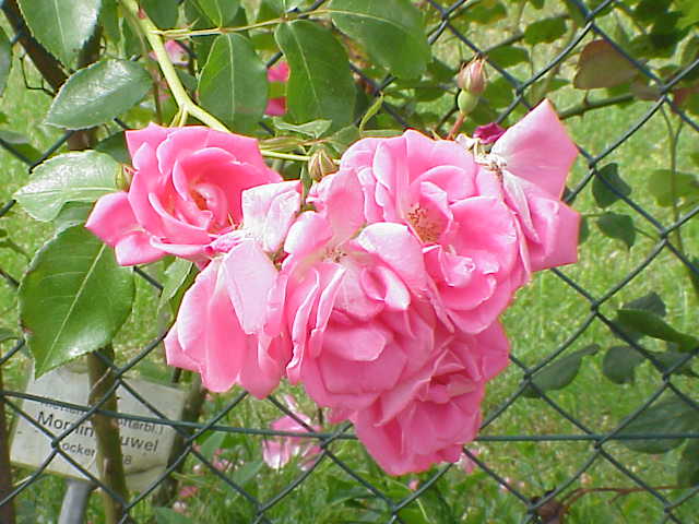 File:Rosa sp.203.jpg