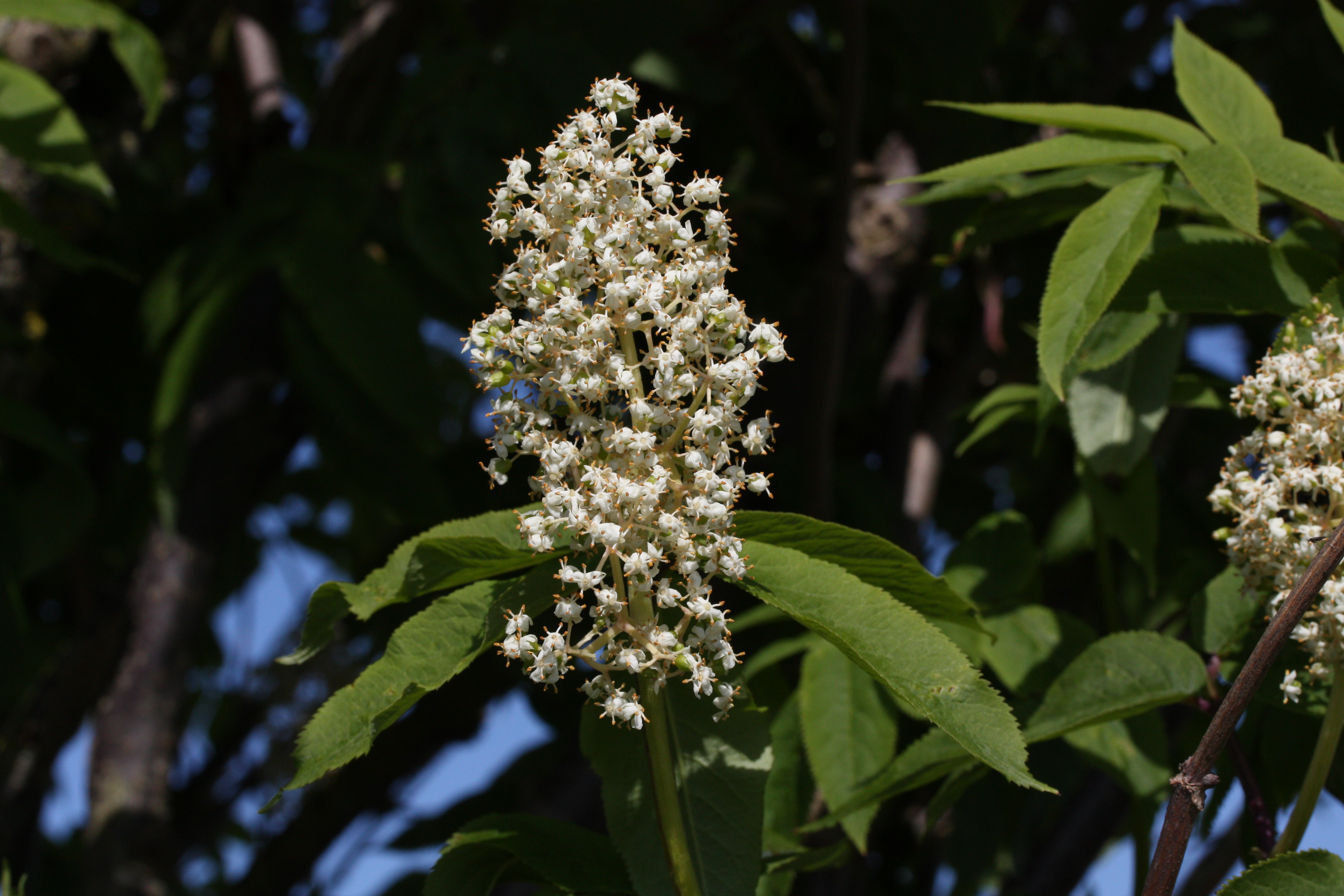 Какое первое растение. Sambucus racemosa. Бузина кистистая цветение. Sambucus racemosa subsp. Racemosa. Sambucus racemosa цветение.