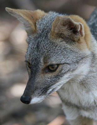 File:Sechuran fox.jpg