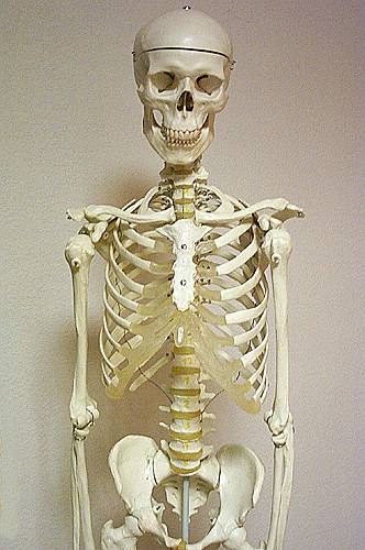 Skelett.jpg