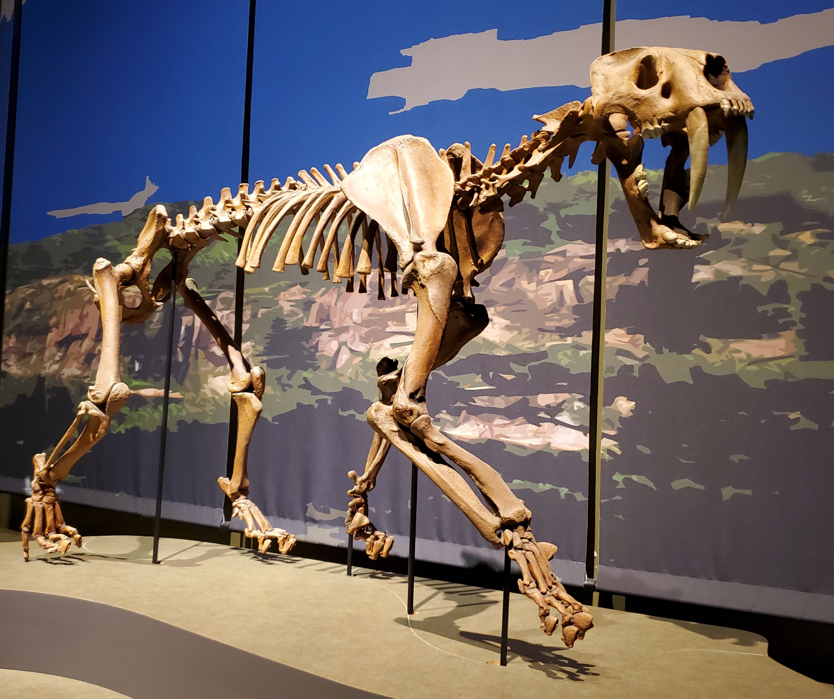 Smilodon - Wikipedia