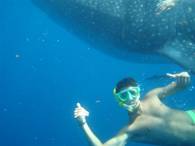 File:Snorkeling whale shark 2.JPG