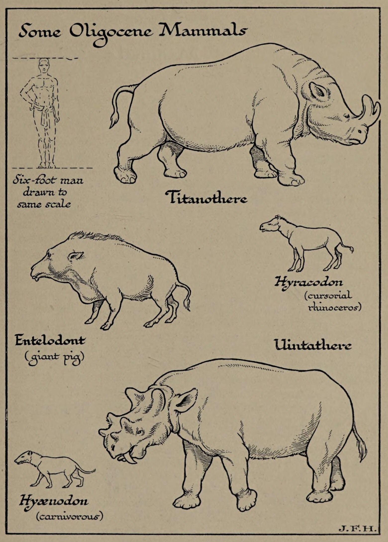 Wild Carnivores Stock Illustrations – 877 Wild Carnivores Stock  Illustrations, Vectors & Clipart - Dreamstime