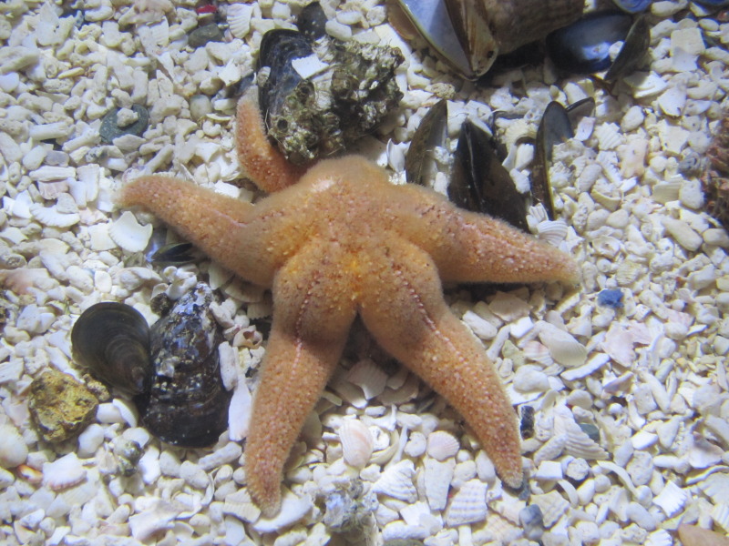 File:Starfish, World Museum Liverpool (2).jpg