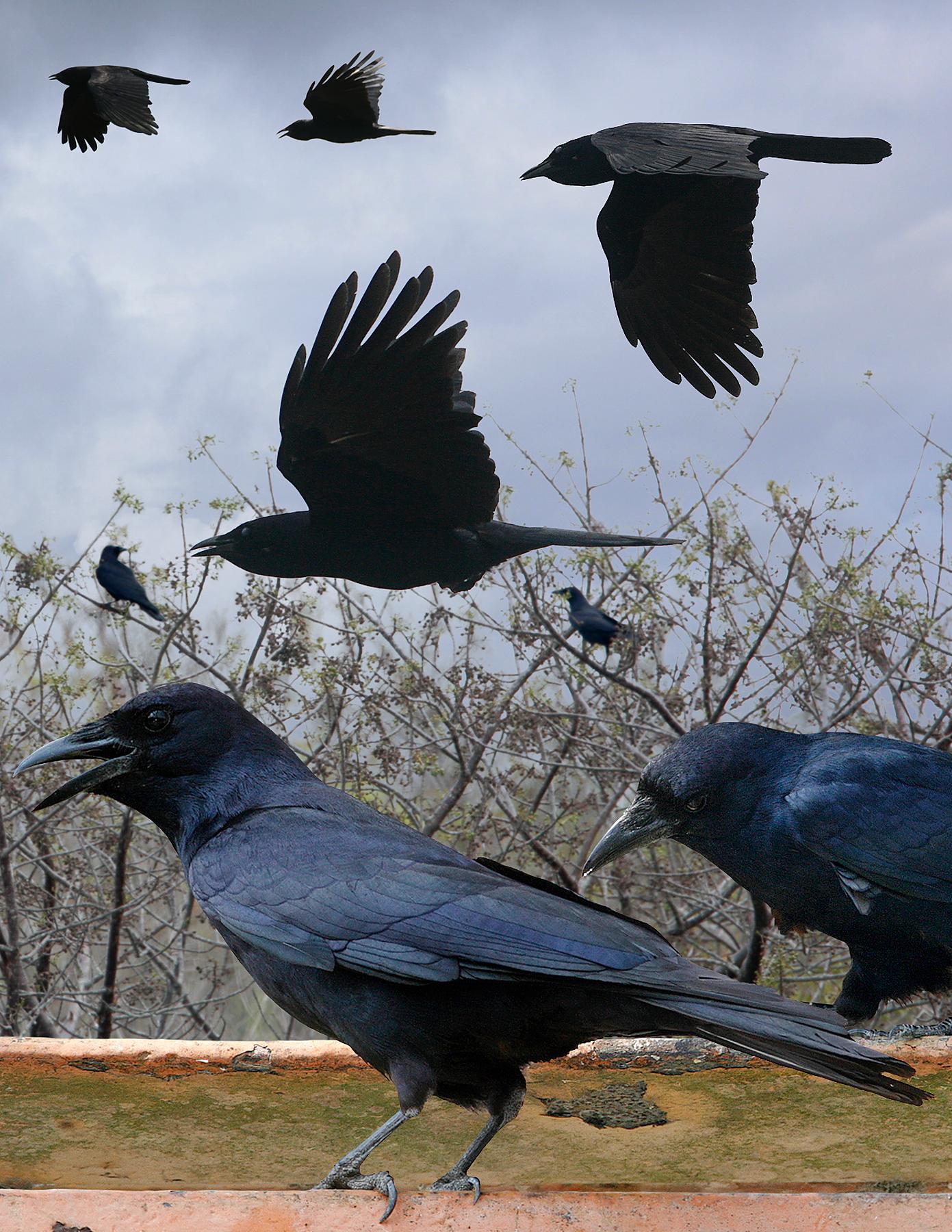 Tamaulipas Crow From The Crossley ID Guide Eastern Birds.jpg