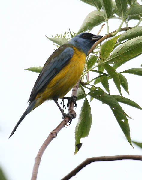 File:Thraupis bonariensis (male) NW Ecuador-8.jpg