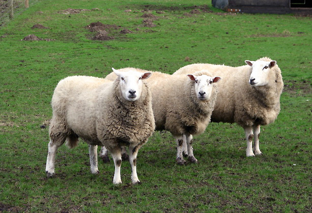 File:Three sheep in a row - geograph.org.uk - 668194.jpg