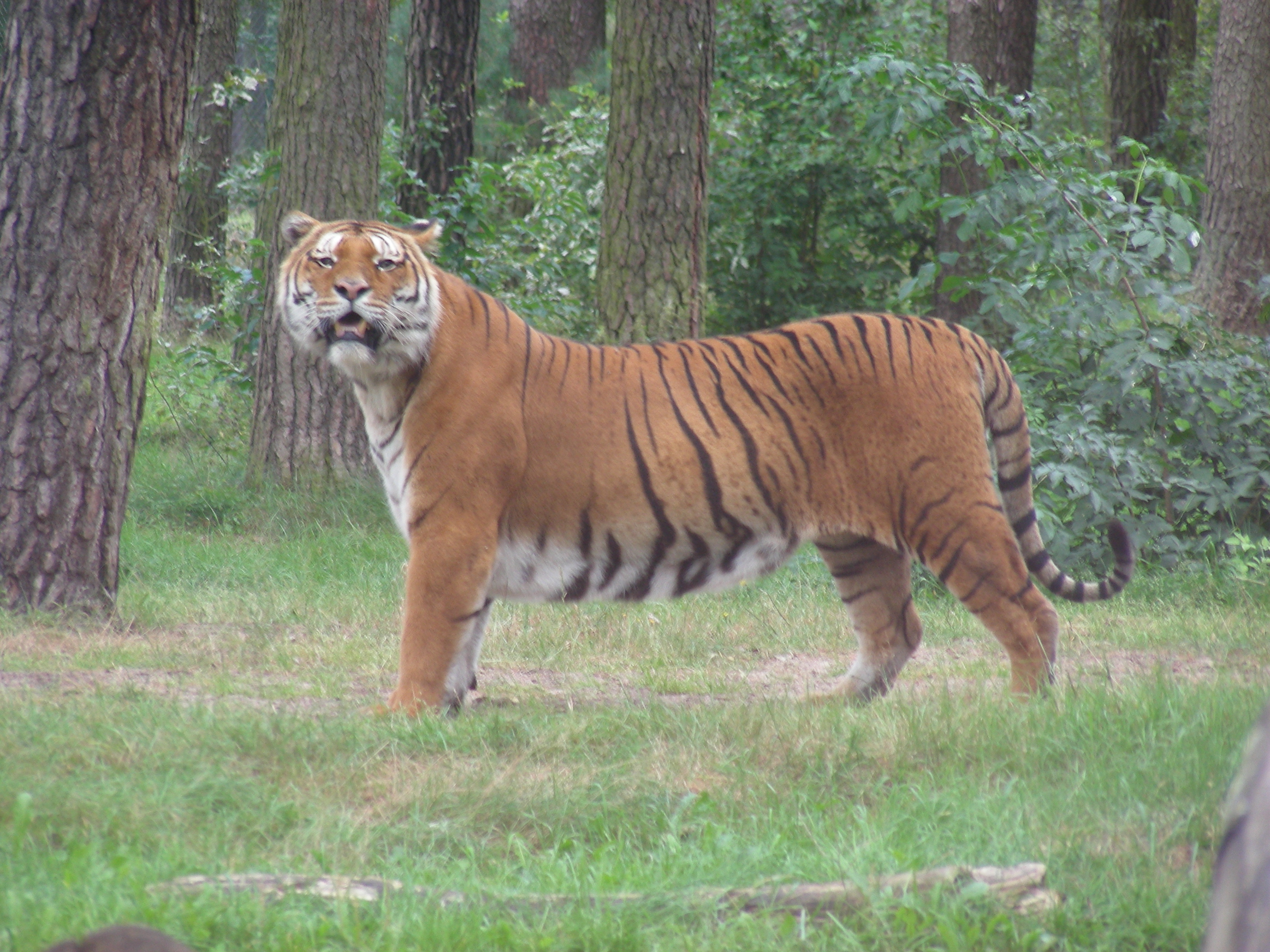 Tiger 7