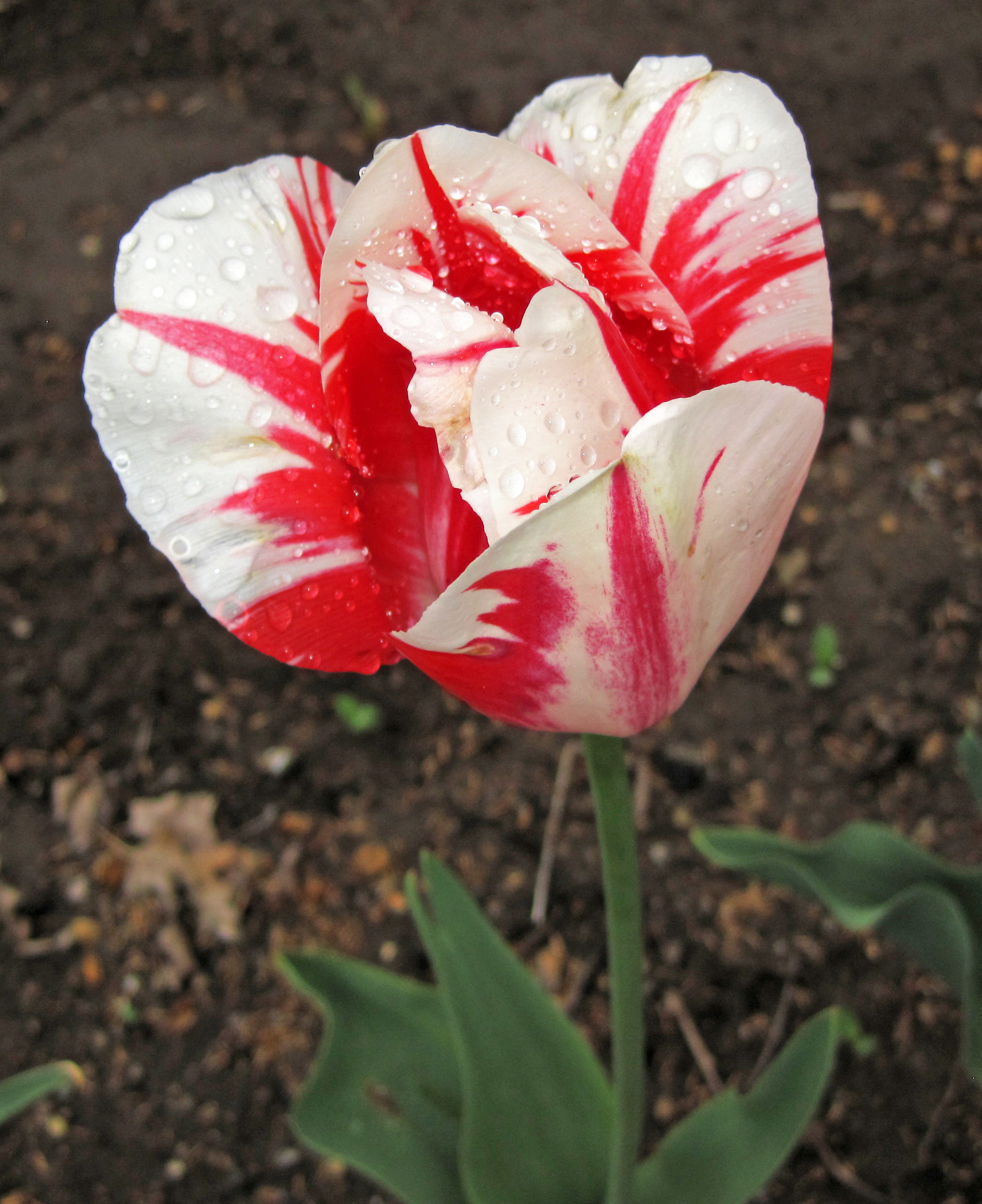 Tulip, Wiki