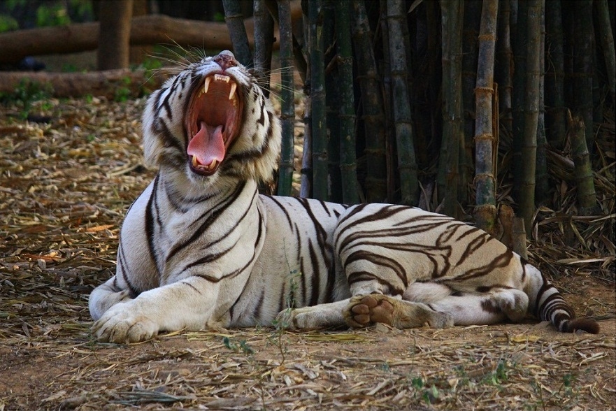 White tiger - Wikipedia