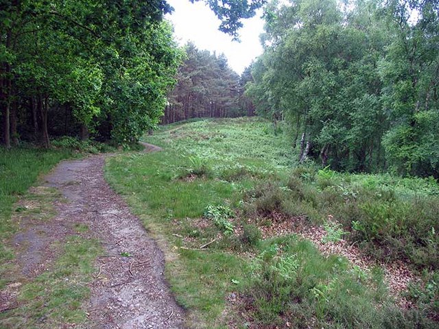 File:Woodland - geograph.org.uk - 817368.jpg