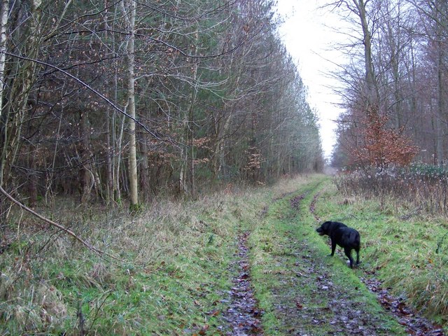 File:Woodland track in Vernditch Chase - geograph.org.uk - 665637.jpg