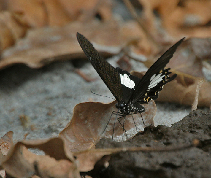 File:Yellow Helen Papilio nephelus at Jayanti, Duars, West Bengal W IMG 5404.jpg