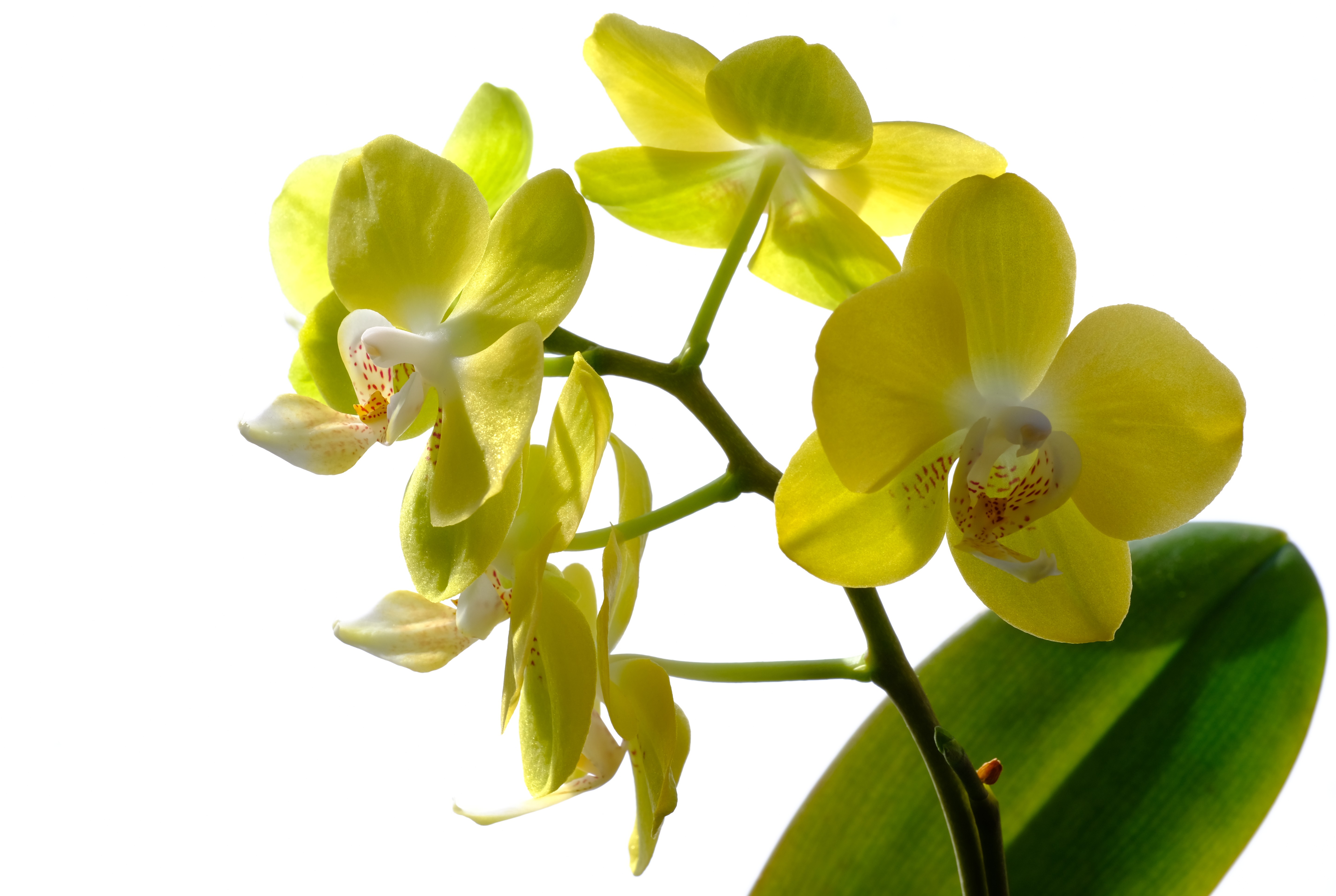 Желтая орхидея в горшке. Мейдар Еллоу Орхидея. Yellow Orchid macro. Yellow Orchid Golden background. Орхидея Еллоу Парфюм фото и описание.