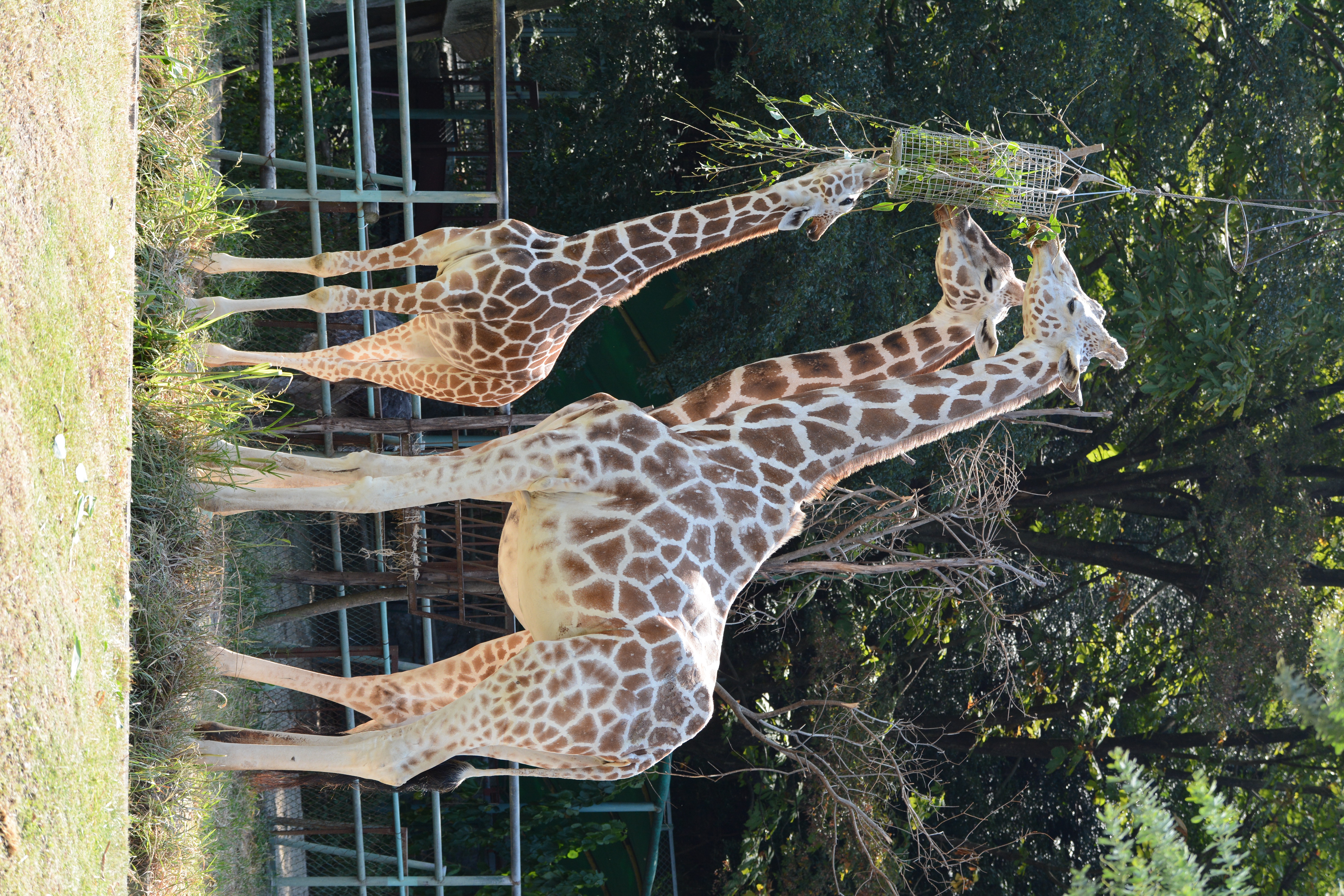 ファイル アミメキリン 東山動植物園 Jpg Wikipedia