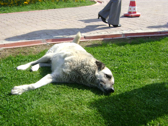 File:3 leg dog.JPG