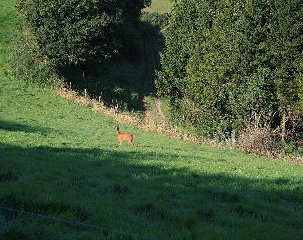 File:A deer at Swilletts Farm - geograph.org.uk - 528504.jpg