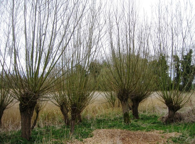 File:A perfect example of coppicing - geograph.org.uk - 745146.jpg