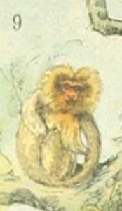 File:Adolphe Millot mammiferes A (9-Tamarin).jpg