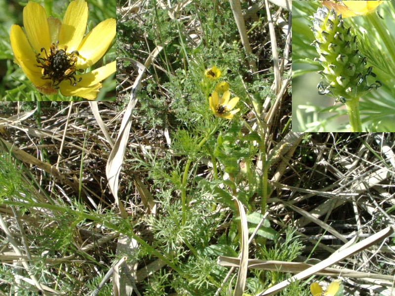 File:Adonis microcarpa fotomontage.jpg