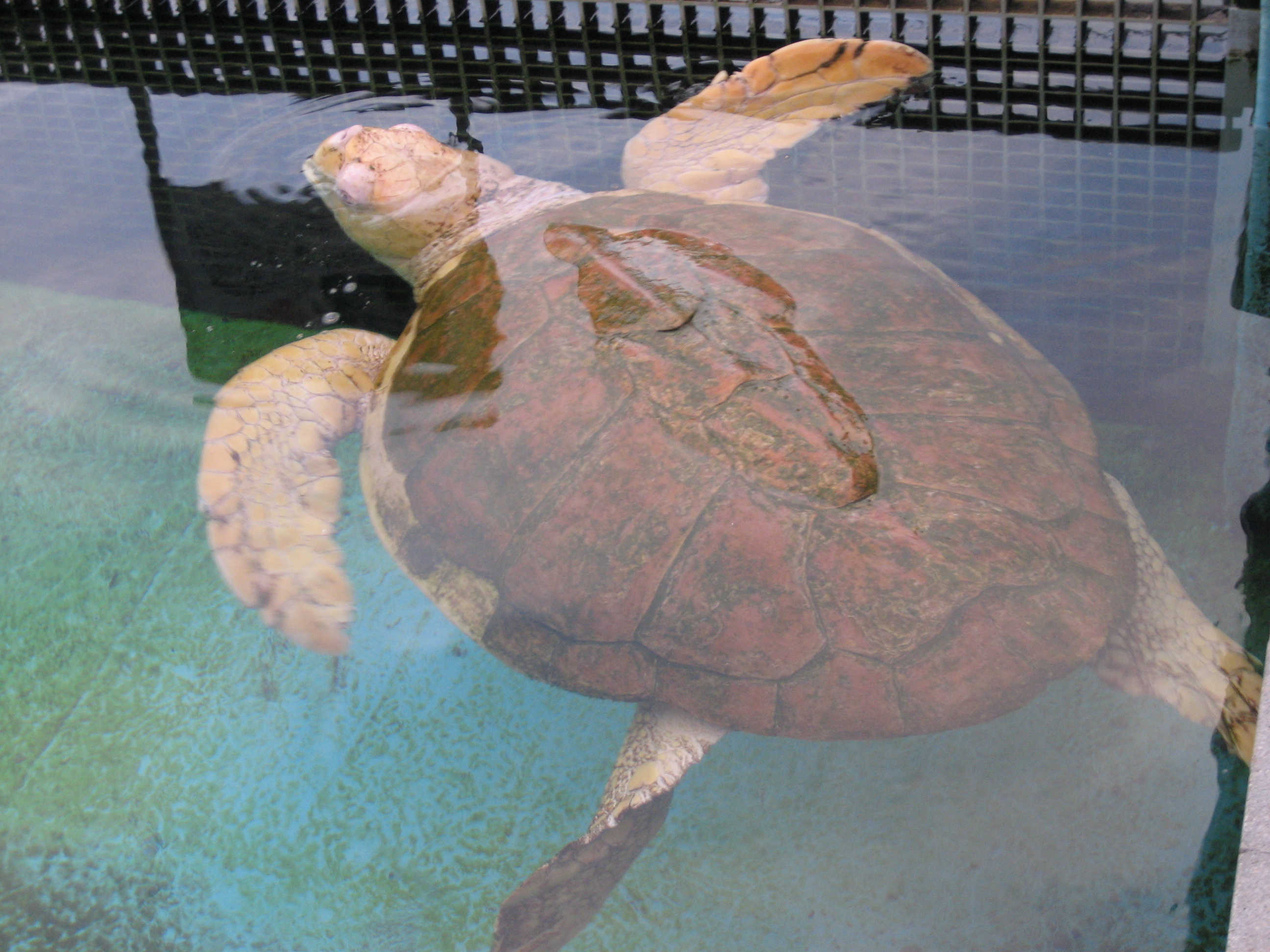 Черепаха 6 букв. Морская черепаха альбинос. Розовая черепаха. Головастая морская черепаха. Розовых черепах.